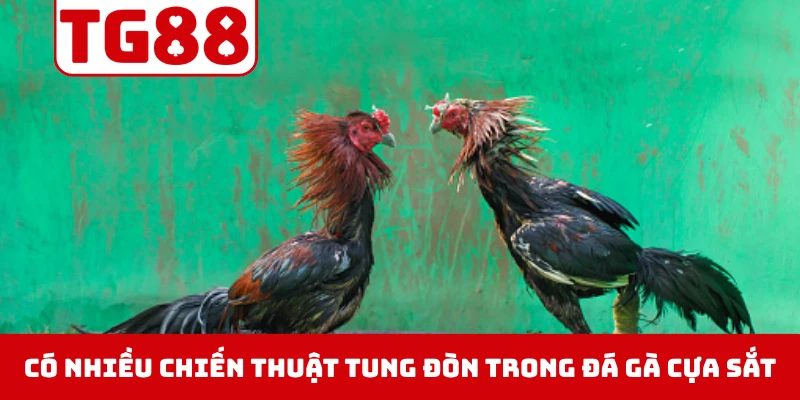 Có nhiều chiến thuật tung đòn trong đá gà cựa sắt