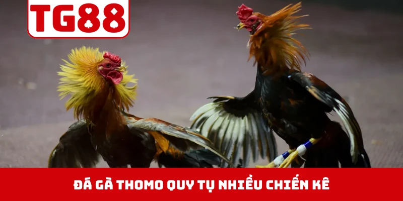Đá gà thomo quy tụ nhiều chiến kê có khả năng thi đấu đa dạng