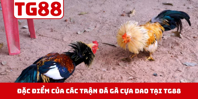Đặc điểm của các trận đá gà cựa dao tại TG88