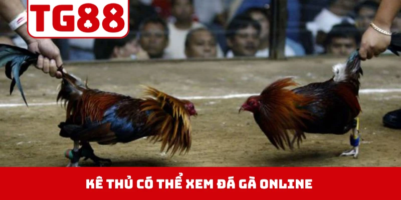 Kê thủ có thể xem đá gà online từ nhiều trường đấu trên TG88