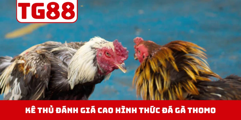 Kê thủ đánh giá cao hình thức đá gà thomo trên TG88