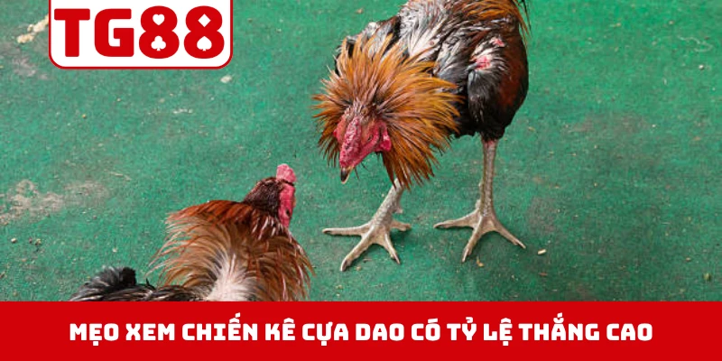 Mẹo xem chiến kê cựa dao có tỷ lệ thắng cao