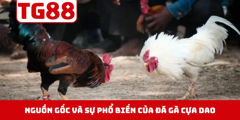 Tìm hiểu về nguồn gốc và sự phổ biến của đá gà cựa dao