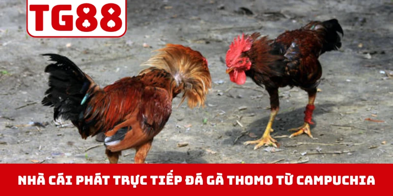 Nhà cái phát trực tiếp các trận đá gà Thomo từ Campuchia