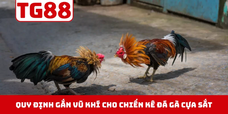 Quy định gắn vũ khí cho chiến kê tham gia đá gà cựa sắt