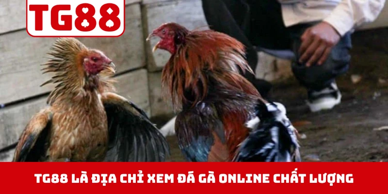 TG88 là địa chỉ xem đá gà online chất lượng và uy tín