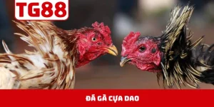 Đá Gà Cựa Dao