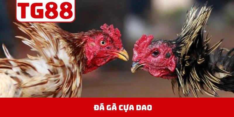 Đá Gà Cựa Dao