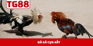 Đá Gà Cựa Sắt