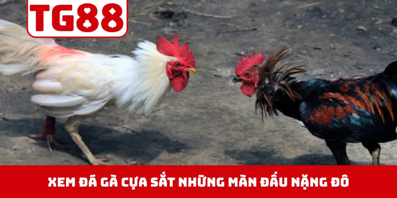 Xem đá gà cựa sắt, thưởng thức những màn đấu nặng đô