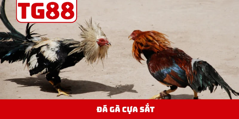 Đá Gà Cựa Sắt
