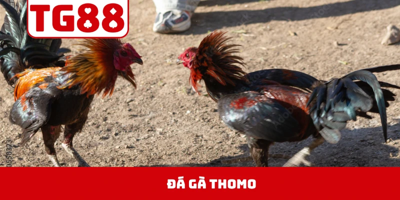 Đá Gà Thomo